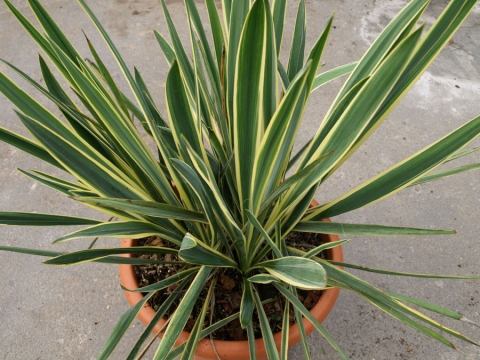 Jukka karolińska (Yukka filamentosa) Variegata